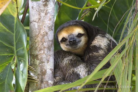 Sloth Island, Guyana: in pursuit of the pale-throated sloth! - The Sloth Conservation Foundation