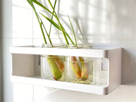 How To Grow Lemongrass Indoors: Tips, Tricks & Guide | House Grail