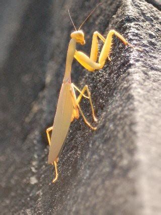 Yellow praying mantis | Graham Hurst | Flickr