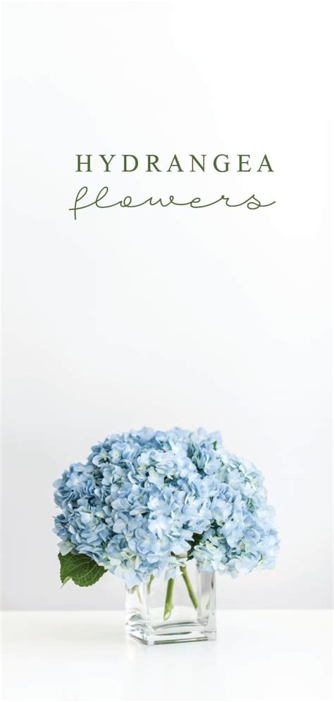 Blue Hydrangea | Wedding Flowers | Hydrangeas wedding, Bride flowers, Wedding flowers hydrangea