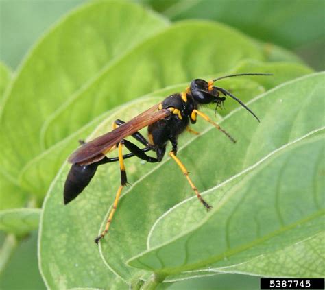 black and yellow mud dauber (Sceliphron caementaria)