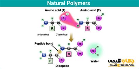 پلیمرهای طبیعی چیست؟ - خواص و انواع آن | جهان شیمی فیزیک