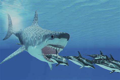 Megalodon Shark Compared To Killer Whale