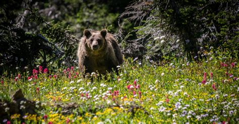 Taking Bearings on Yellowstone Grizzly Bear Delisting - The Cleanest Line