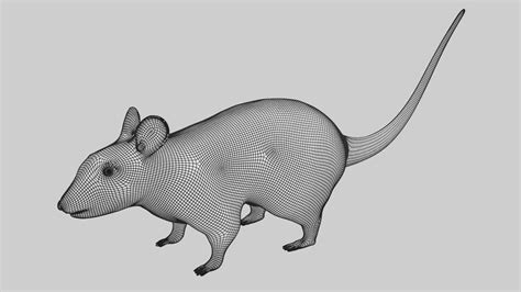 Rat 3D Model Rigged and Low poly Game ready - Team 3d Yard