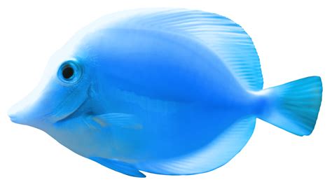 Blue Fish PNG Clipart - Best WEB Clipart