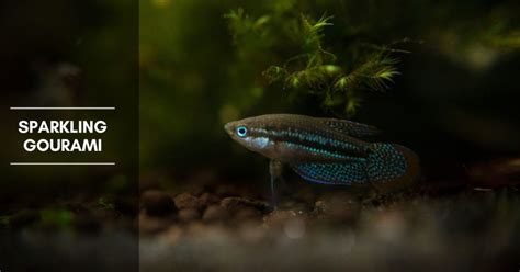 Sparkling Gourami Complete Guide: Care, Diet, and Breeding