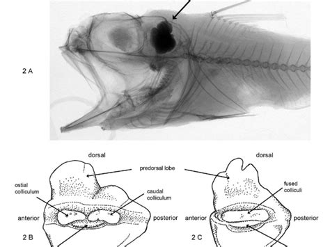 IISc researchers identify method to estimate ancient seawater temperature via fish ear bones ...