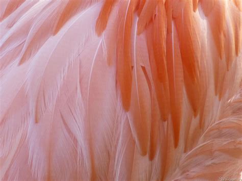 MLeWallpapers.com - Flamingo Feathers