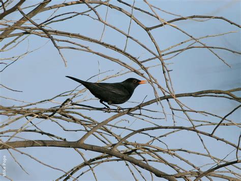 Eurasian Blackbird | KuwaitBirds.org