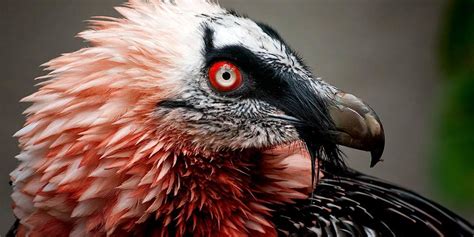 Bearded vulture (Gypaetus barbatus) | DinoAnimals.com