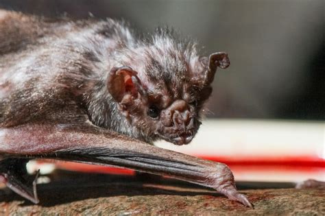 12 Bats Who Refuse To Be Terrifying