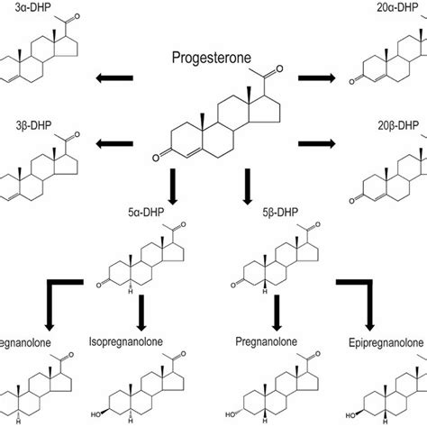 Synthesis pathway for progesterone and allopregnanolone. For a complete ...