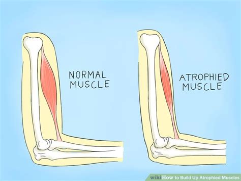 Pet & Animal: How to Build Up Atrophied Muscles