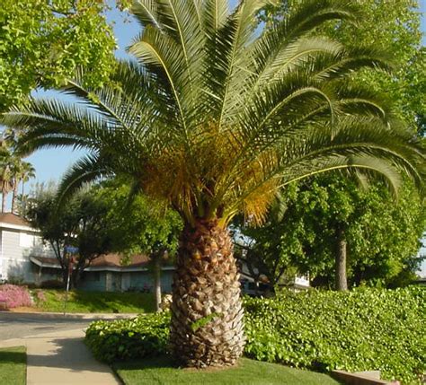 Gallery For > Pineapple Palm Tree