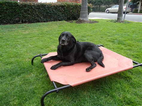 Large Elevated Dog Bed | Comfortable and Durable