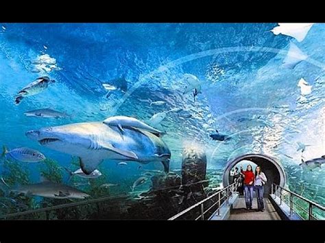 Siam Ocean World Aquarium Bangkok Thailand - Aquarium Views