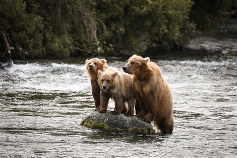 Exploring Bear Country in Katmai National Park, Alaska - Renee Roaming