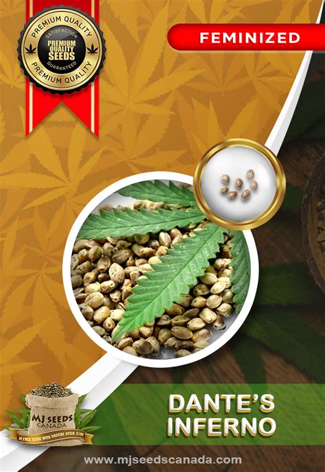 Dante's Inferno Strain Feminized Marijuana Seeds - MjSeedsCanada