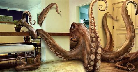 Octopus Walks On Land