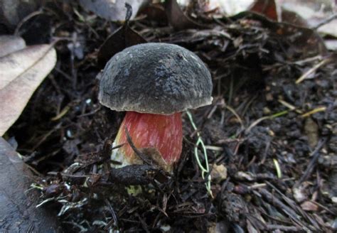 10 edible Boletes - Fungiflora