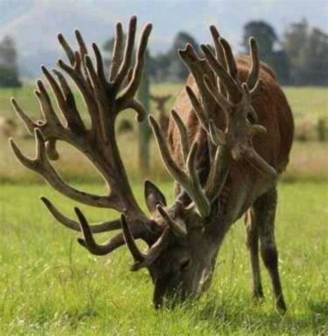 40 Beautiful Pictures of African Animals with Horns | BIG DEER ...