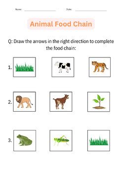 Printable Animal Food Chain Worksheet and Activity - Cut And Paste for Grade 1