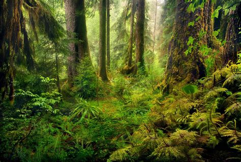 Rain Forest (2011) | Olympic Rainforest, Washington | Marc Adamus ...