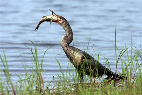 Great Catch stock image. Image of fishing, florida, outdoors - 4775871