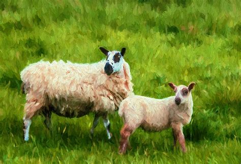 Masham Sheep Photograph by John K Woodruff - Fine Art America