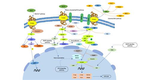 Wnt signaling pathway - Cusabio