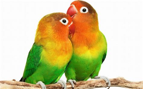 Nasty Parrots: Lovebirds.. Small Parrot