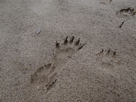 Badger Tracks | Taxidea taxus, Sauk co WI, March 2012. | By: corey.raimond | Flickr - Photo Sharing!