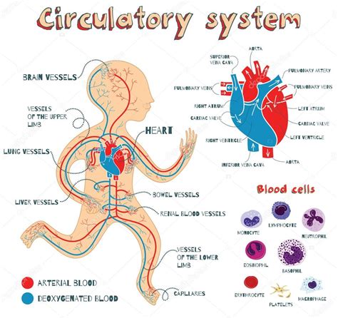 vector cartoon illustration of human circulatory system for kids