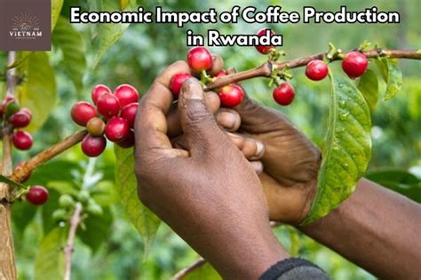 Coffee Production in Rwanda