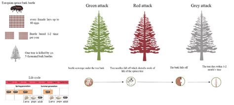 1: The generalised life cycle of the European spruce bark beetle and... | Download Scientific ...