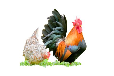 A small bantam beautiful chicken 17297047 PNG