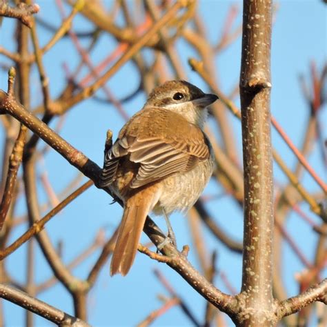 Brown Shrike | Outer Hebrides Birds