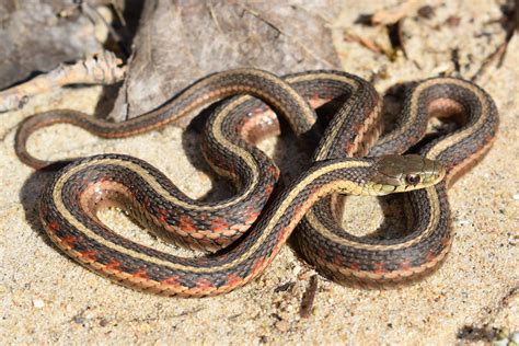 Common Gartersnake (Thamnophis sirtalis) - Amphibians and Reptiles of South Dakota