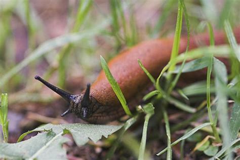 How get rid of slugs in the garden – Gardening Site