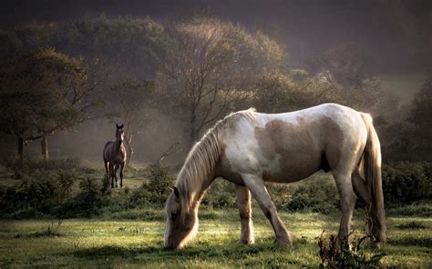 #553026 horse screensavers backgrounds - Rare Gallery HD Wallpapers