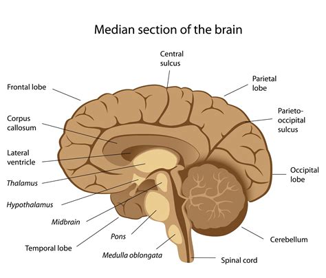 Sagittal Section Of Human Brain Labeled Sagittal View Of The Human Brain Labeled | Brain diagram ...