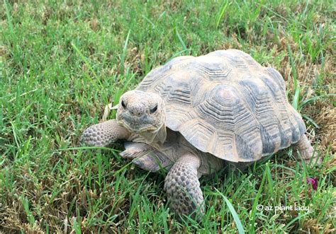 Sonoran Desert Tortoise : Meet "Aesop" | azplantlady.com