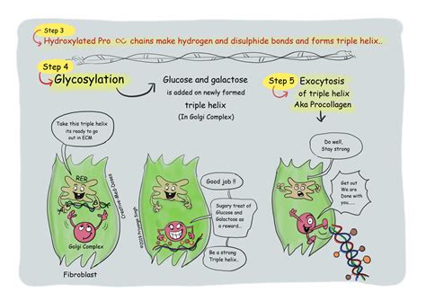 Collagen synthesis: Quick review - Creative Med Doses