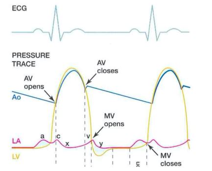 Systolic Function Flashcards | Quizlet