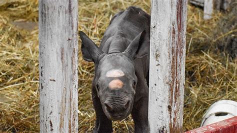 Baby black rhino: Critically endangered calf born on Christmas Eve at Michigan zoo - The ...