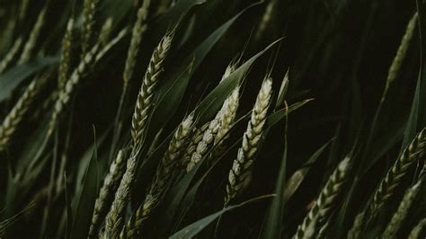 Download wallpaper 3840x2160 wheat, spikelets, cereals, green, dark, plants 4k uhd 16:9 hd ...