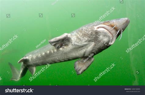 Beluga European Sturgeon Huso Huso Largest Stock Photo 1208150095 ...