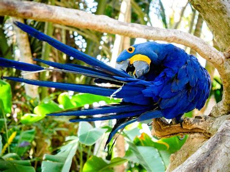 Fascinating blue bird found in the Amazon rainforest. Nature Birds ...