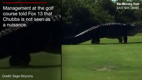 Chubbs the alligator caught roaming Florida golf course again - YouTube